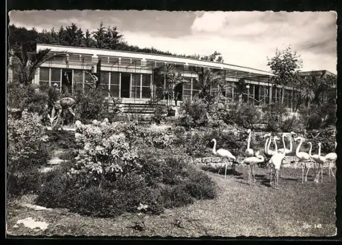 AK Zürich, Partie im Zoologischen Garten mit Volière und Flamingo