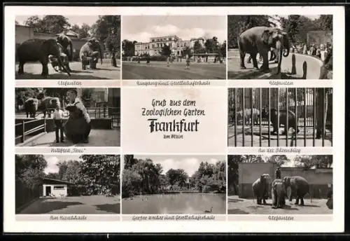 AK Frankfurt am Main, Elefanten, Nilpferd und Bären im Zoologischen Garten
