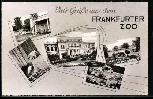 AK Frankfurt, Löwen, Elefanten, Giraffen, Antilopen und Eisbären im Zoo