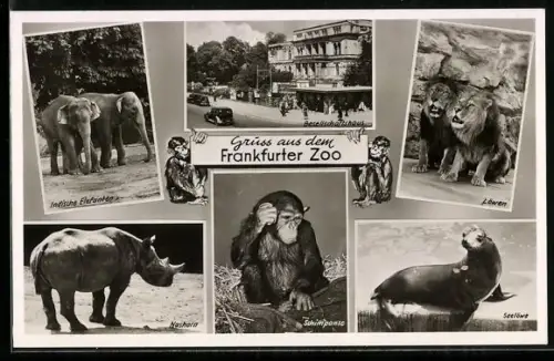 AK Frankfurt, Zoo, Indische Elefanten, Nashorn, Gesellschaftshaus, Löwen, Seelöwe, Schimpanse