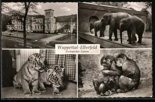 AK Wuppertal-Elberfeld, Tigerjungen, Affen und Elefanten im Zoologischen Garten