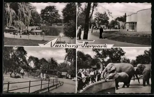 AK Duisburg, Elefanten, Dromedare und Giraffen im Tierpark