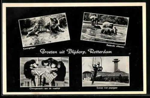 AK Rotterdam-Blydorp, Königstiger, Badende Elefanten, Chimpansen an einem Tisch