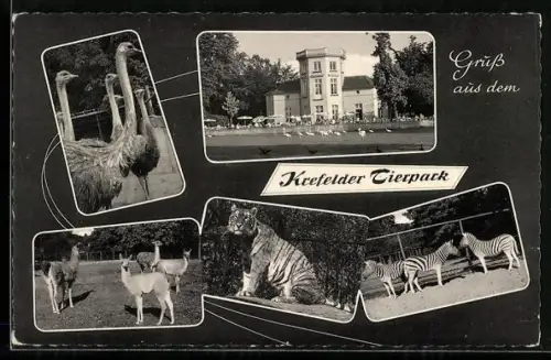 AK Krefeld, Strausse, Tiger und Zebras im Tierpark