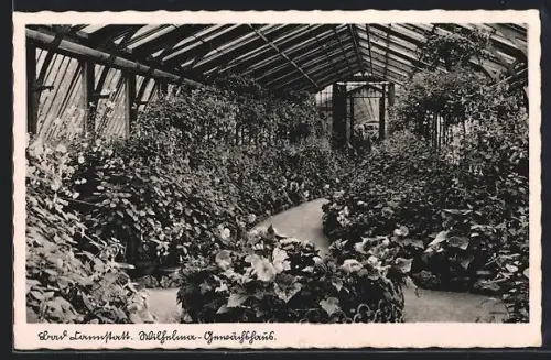 AK Bad Cannstatt, Wilhelma Gewächshaus