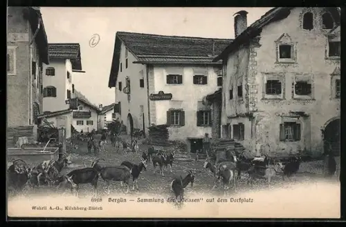 AK Bergün, Sammlung der Geissen auf dem Dorfplatz