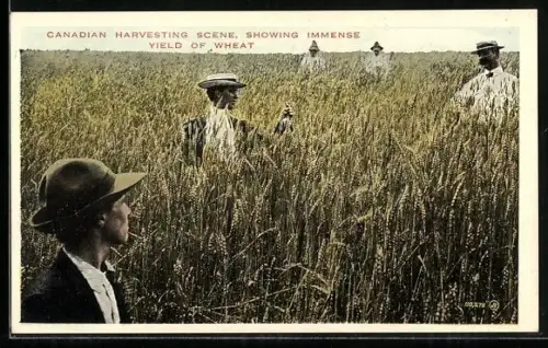 AK Canadian Harvesting Scene, showing immense yield of Wheat, Weizenfeld in Kanada