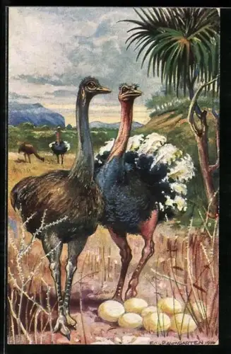Künstler-AK Strausse mit Eiern in Südwestafrika