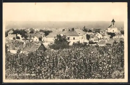 AK Oggau /Burgenland, Panorama mit Weinbergen und Kirche