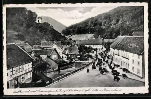 AK Zorge /Südharz, Kühe zur Weide ziehend