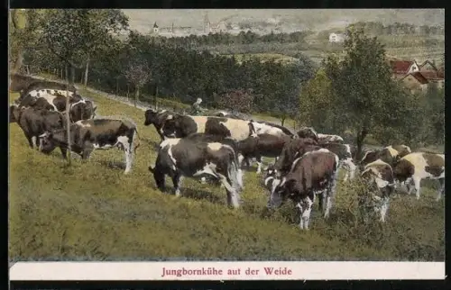 AK Sobernheim, Jungbornkühe auf der Weide