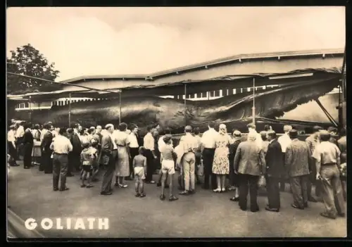 AK Trondheim, Riesenwal Goliath, gefangen 1954, Walfang