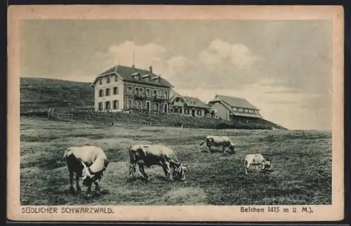 AK Belchen /Südlicher Schwarzwald, Gasthaus und Weide mit Kühen