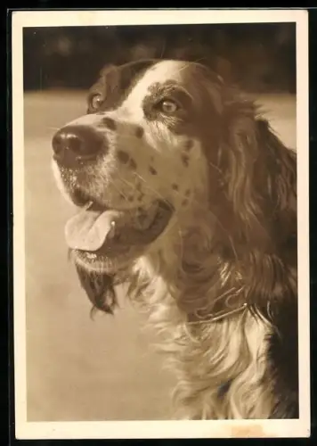 AK Jagdhund zeigt die Zunge, Portrait