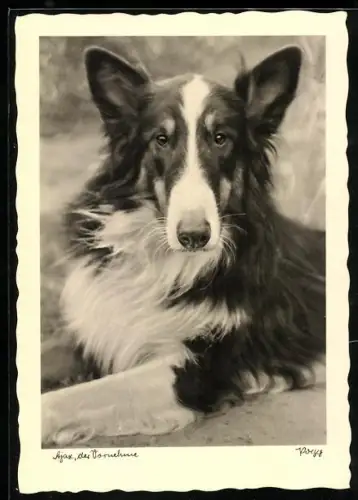 AK Ajax, der Vornehme, Collie-Portrait