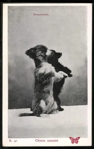 AK Chiens savants, Présentation