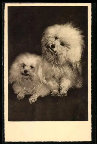 AK Zwei weisse Pudel, Portrait