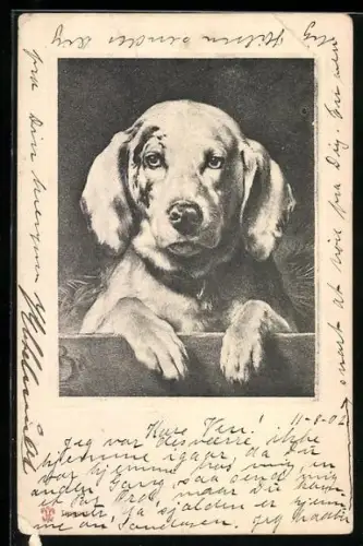 AK Jagdhund mit hängenden Vorderpfoten, Portrait