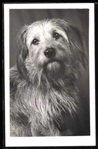 AK Terrier mit langem Fell, Portrait