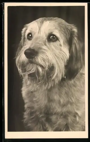 Foto-AK Terrier mit festem Blick, Portrait