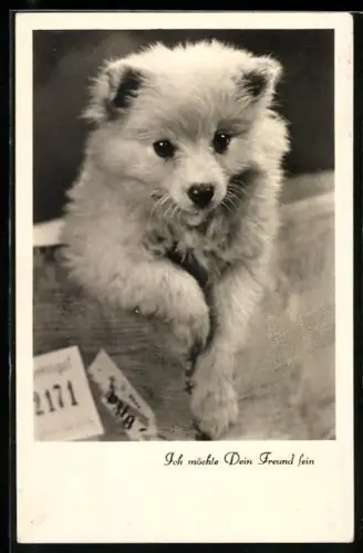 AK Ich möchte Dein Freund sein, Kleiner Hund