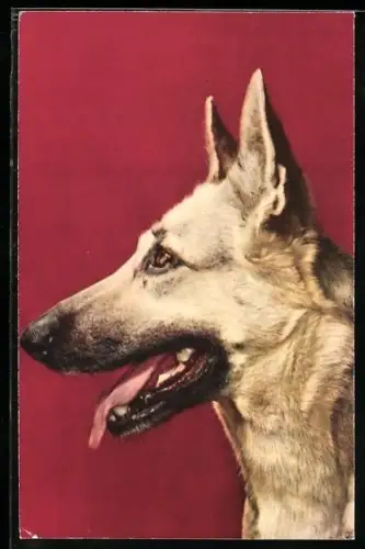 AK Schäferhund, Seitenportrait mit geöffneter Schnauze