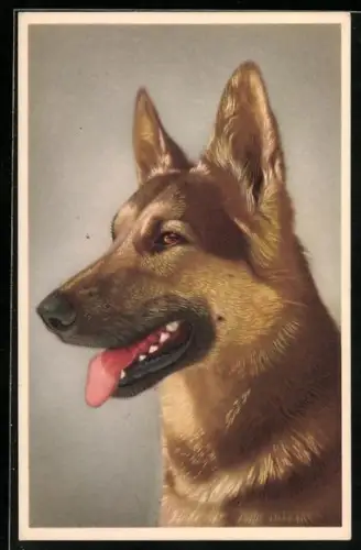Künstler-AK Schäferhund mit ruhigem Ausdruck