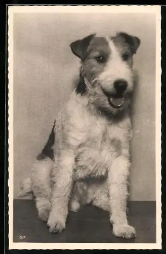 AK Kleiner Foxterrier, Portrait
