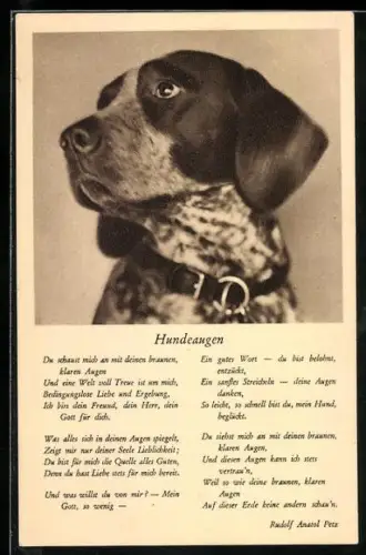 AK Ein Jagdhund mit grossen, treuen Hundeaugen