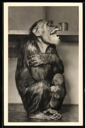 AK Frankfurt a. M., Zoo, Schimpansenfrau mit Kind