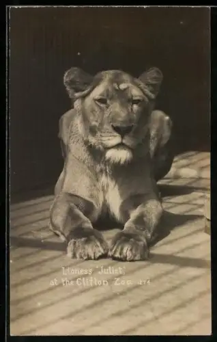 AK Clifton, Zoo, Lioness Juliet