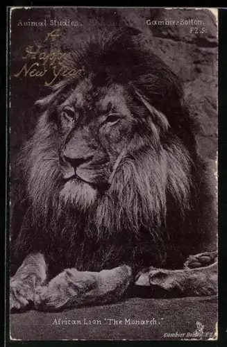 AK Afrikanischer Löwe The Monarch, Neujahrsgruss