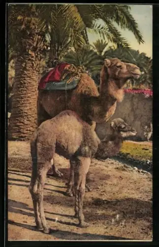 AK Gesatteltes Kamel und Junges