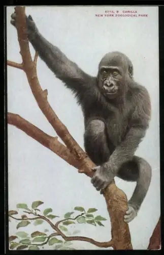 AK New York, Zoo, Gorilla auf einem Baum