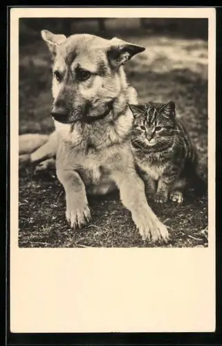 AK Schäferhund und Kätzchen einträchtig nebeneinander