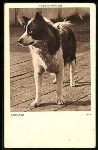 AK Missions Moraves, Labrador