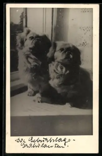 Foto-AK Zwei Pekinesen am Fenster