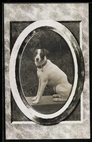Foto-AK Sitzender Hund im Rahmen, Portrait