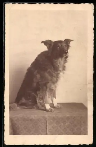 Foto-AK Collie auf einem Tisch, Portrait