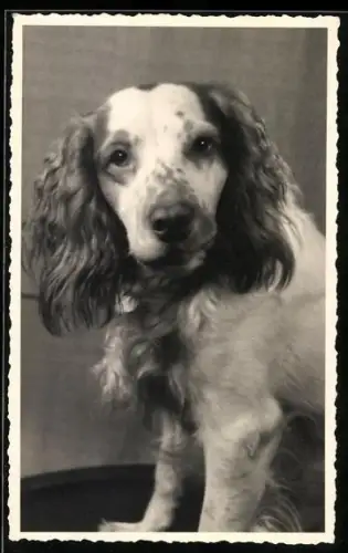 Foto-AK Jagdhund mit langen Ohren, Portrait