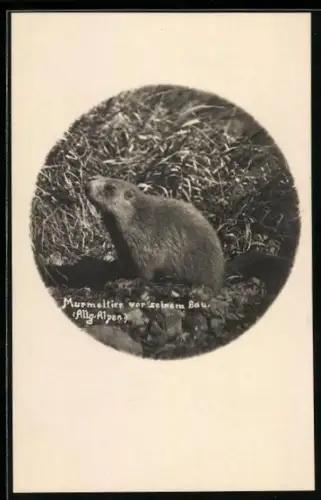 AK Murmeltier vor seinem Bau