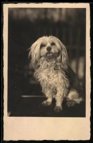 Foto-AK Kleiner Terrier mit langem Fell, Portrait