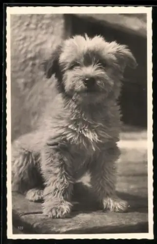 Foto-AK Terrierwelpe im Sonnenschein