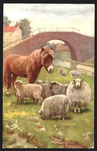 AK Pony und Schafe einträchtig auf der Weide