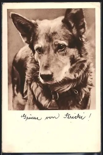 AK Wien, Tierschutz-Verein, Hund mit Halsband