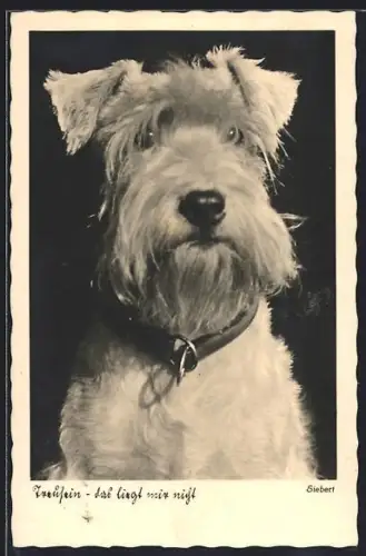 AK Treusein, das liegt mir nicht, Terrier