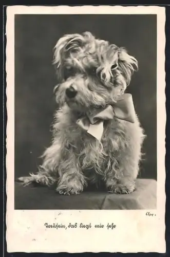 AK Treusein, das liegt mir sehr, Terrier mit Schleife