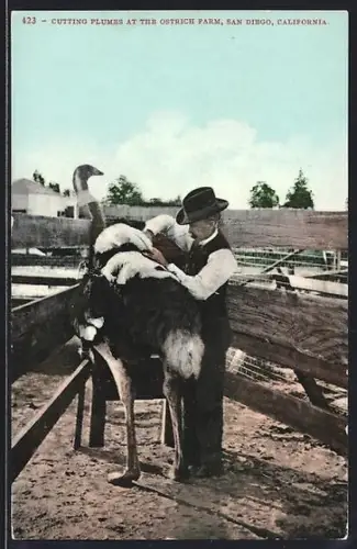 AK San Diego, CAL, Ostrich Farm, Cutting Plumes