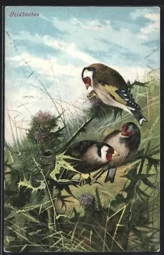 AK Goldfinken auf einer Distel
