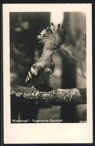 AK Garmisch, Vogelwarte, Wiedehopf